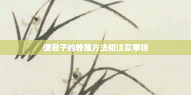 大家讲讲植物墙种什么最好活