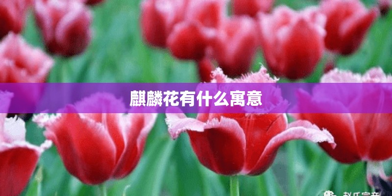麒麟花有什么寓意