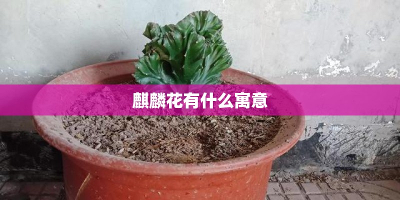 麒麟花有什么寓意
