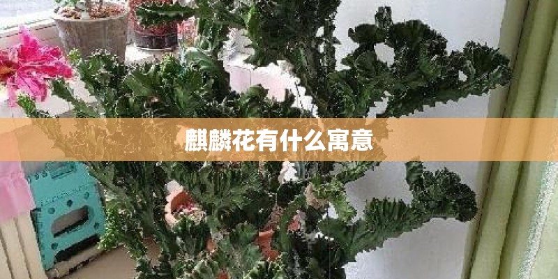 麒麟花有什么寓意