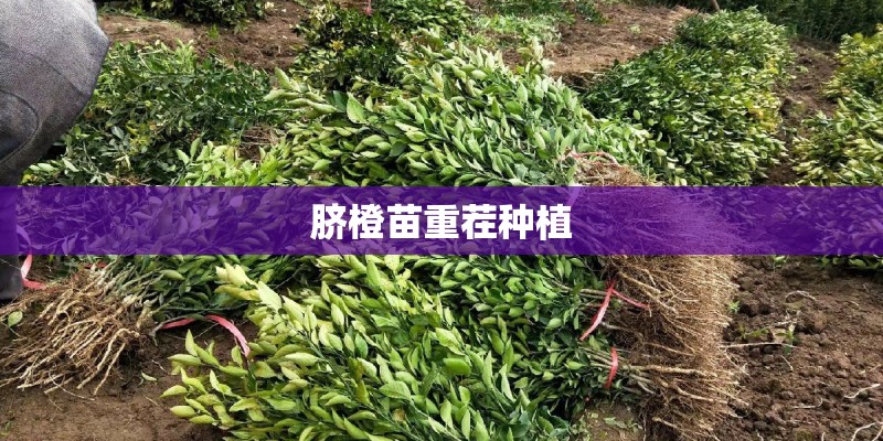 脐橙苗重茬种植