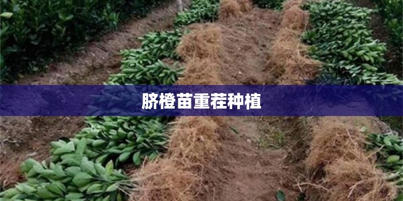 脐橙苗重茬种植