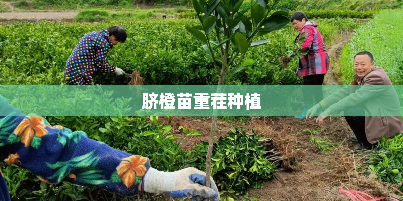 脐橙苗重茬种植