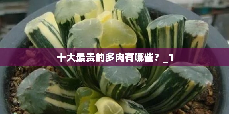 十大最贵的多肉有哪些？_1