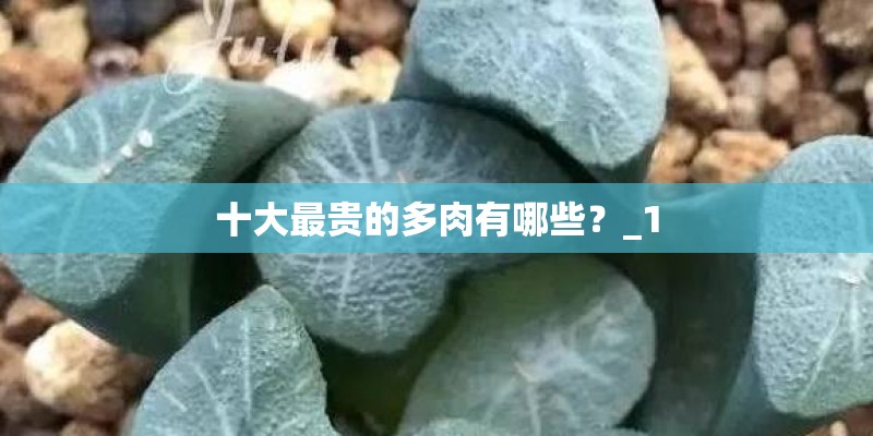 十大最贵的多肉有哪些？_1