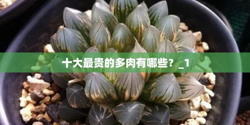 十大最贵的多肉有哪些？_1