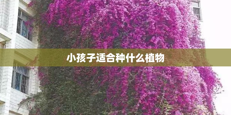 小孩子适合种什么植物