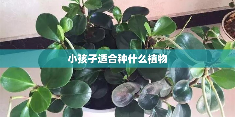 小孩子适合种什么植物