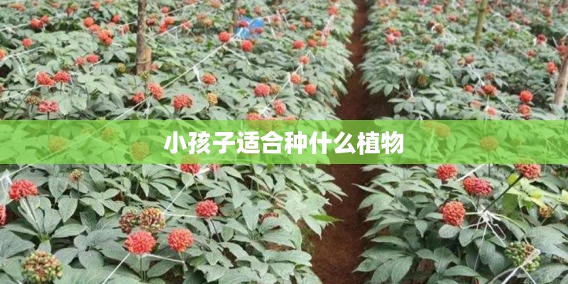 小孩子适合种什么植物