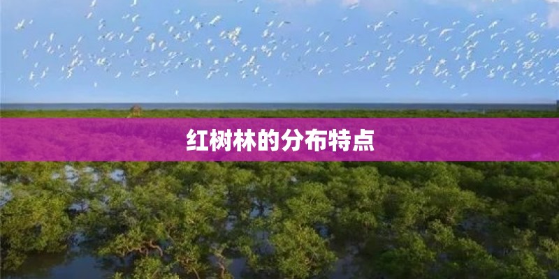 红树林的分布特点