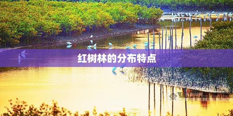红树林的分布特点