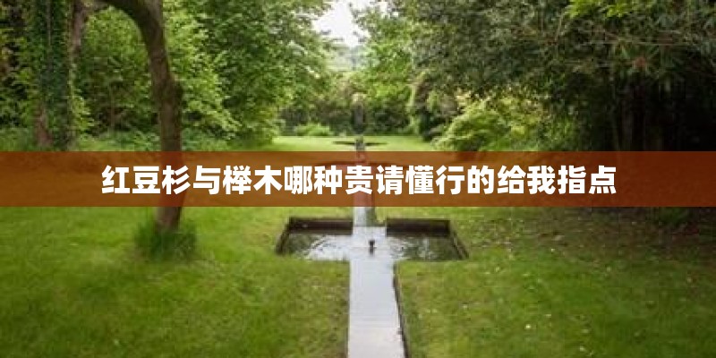 红豆杉与榉木哪种贵请懂行的给我指点