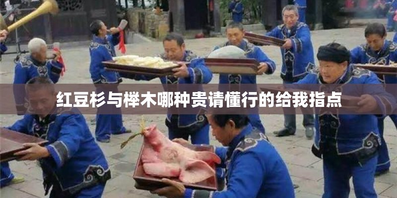 红豆杉与榉木哪种贵请懂行的给我指点