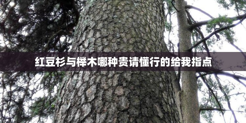红豆杉与榉木哪种贵请懂行的给我指点