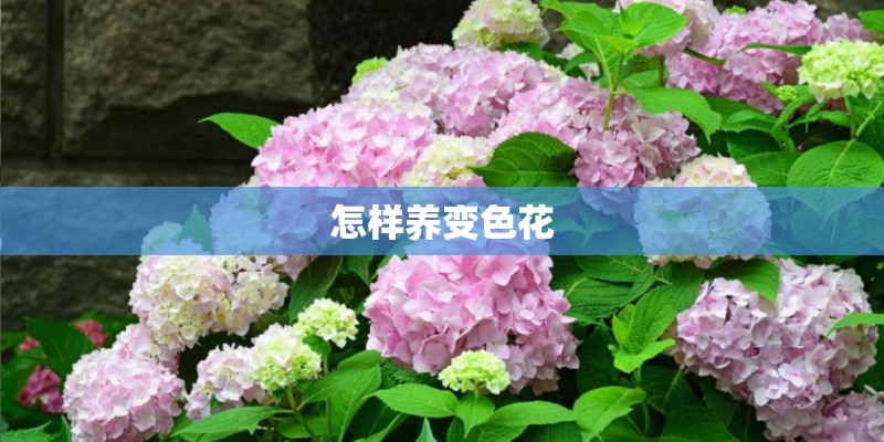 怎样养变色花