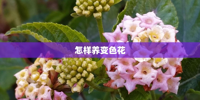 怎样养变色花