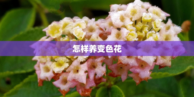 怎样养变色花