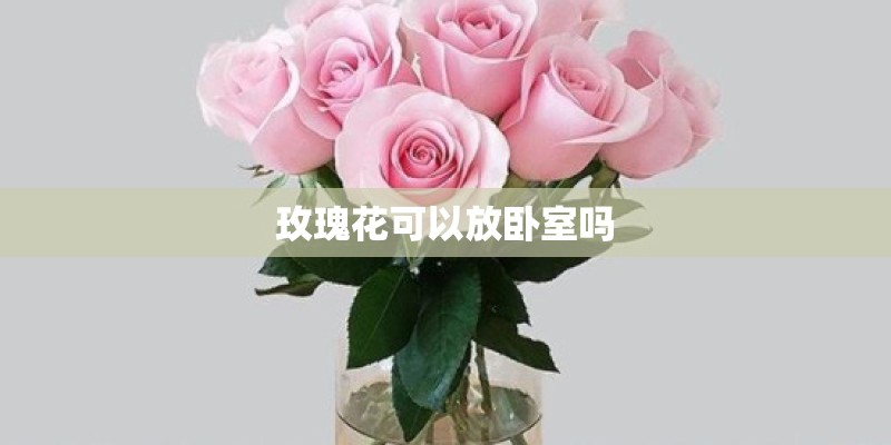 玫瑰花可以放卧室吗