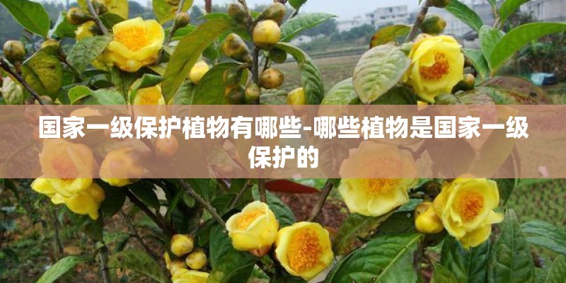 国家一级保护植物有哪些-哪些植物是国家一级保护的