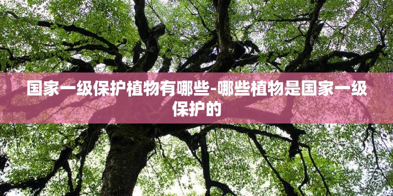 国家一级保护植物有哪些-哪些植物是国家一级保护的