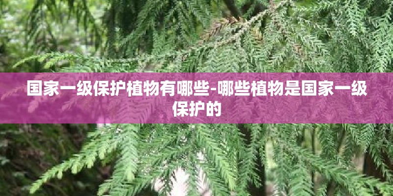 国家一级保护植物有哪些-哪些植物是国家一级保护的