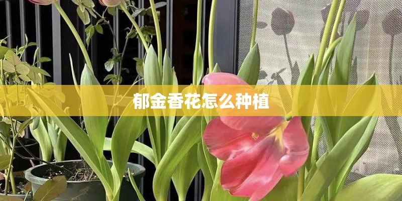 郁金香花怎么种植