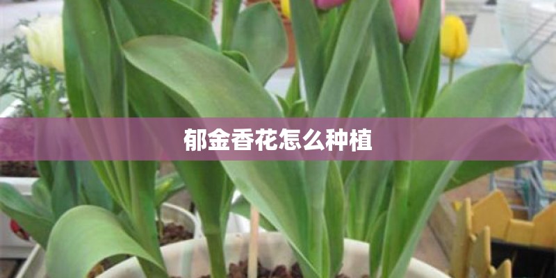 郁金香花怎么种植