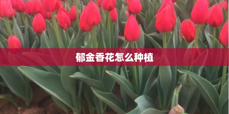 郁金香花怎么种植