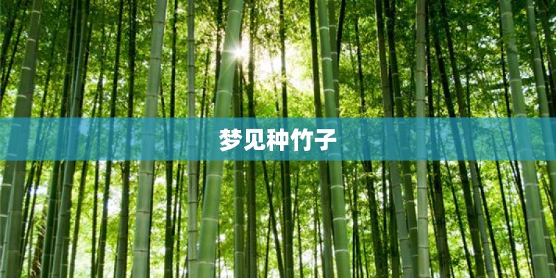 梦见种竹子 梦见种竹子