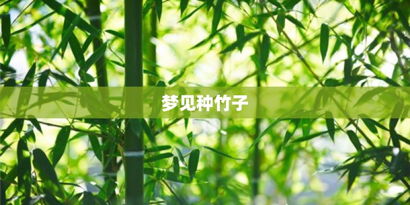 梦见种竹子 梦见种竹子