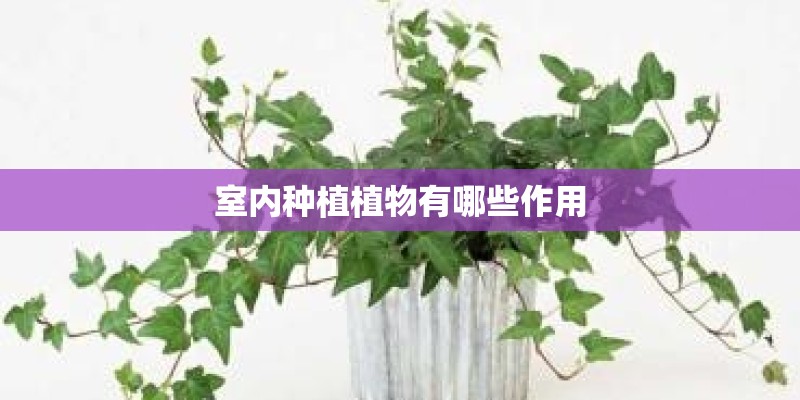 室内种植植物有哪些作用