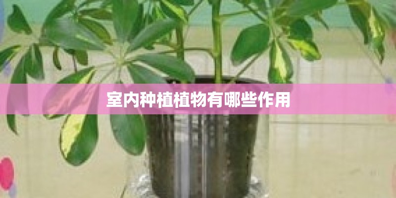 室内种植植物有哪些作用