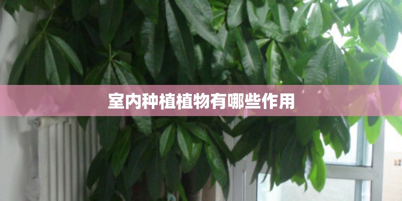 室内种植植物有哪些作用