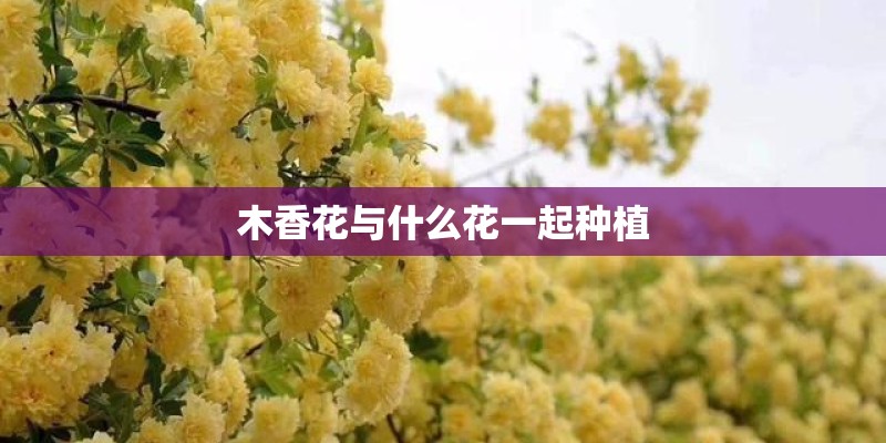 木香花与什么花一起种植 木香花与什么花一起种植