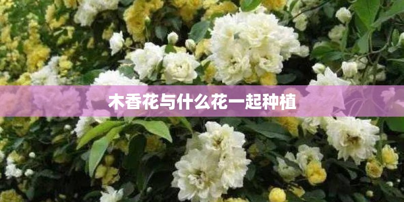 木香花与什么花一起种植 木香花与什么花一起种植