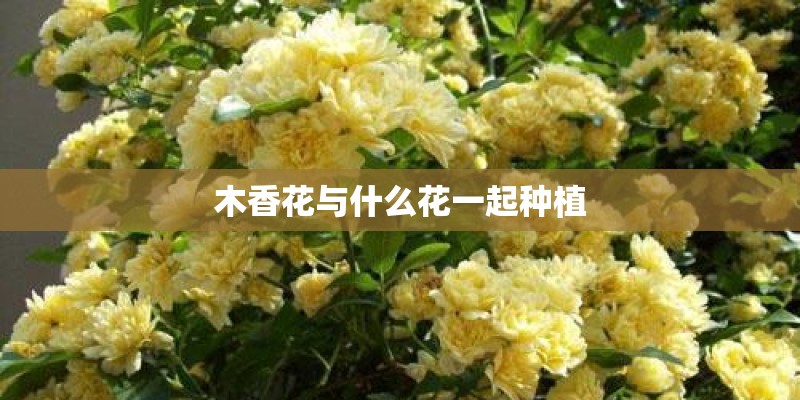木香花与什么花一起种植 木香花与什么花一起种植