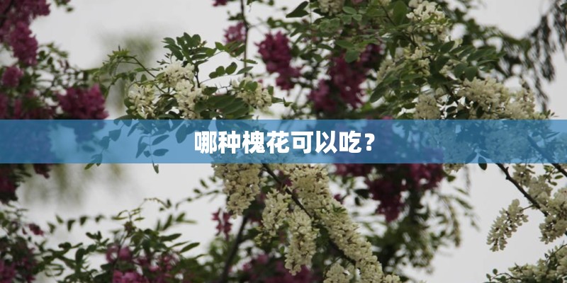 哪种槐花可以吃？