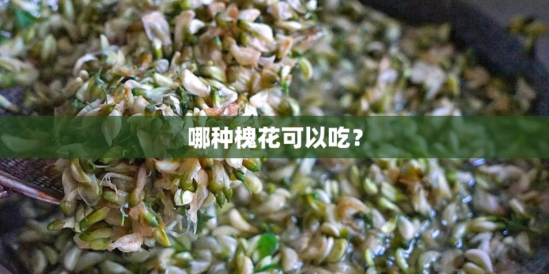 哪种槐花可以吃？