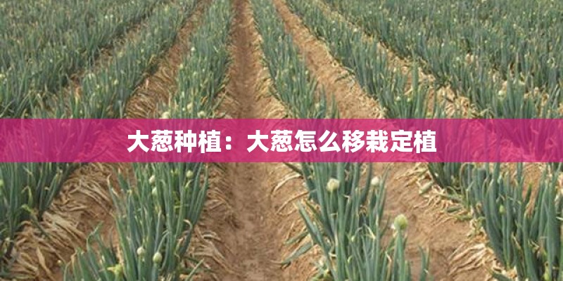 大葱种植：大葱怎么移栽定植
