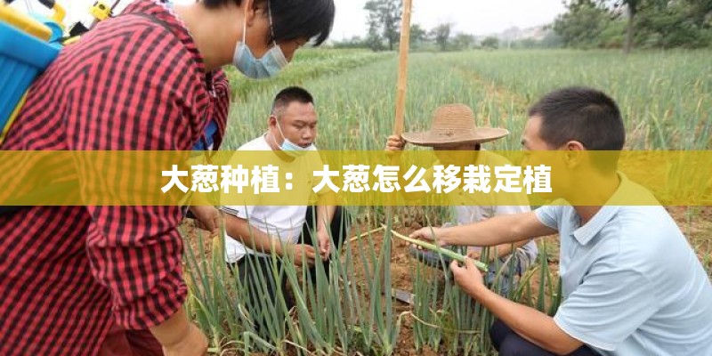 大葱种植：大葱怎么移栽定植
