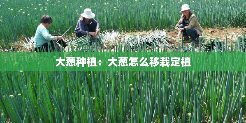 大葱种植：大葱怎么移栽定植