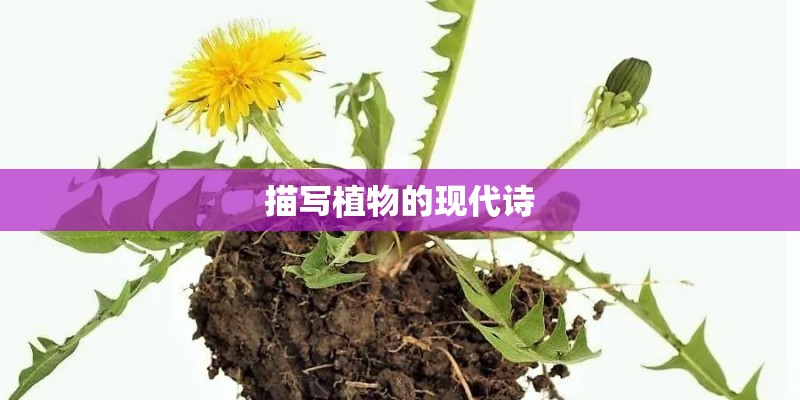 描写植物的现代诗