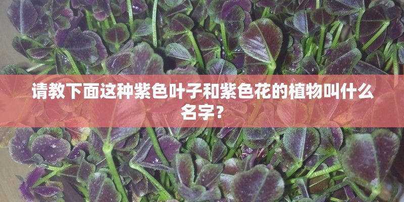 请教下面这种紫色叶子和紫色花的植物叫什么名字？