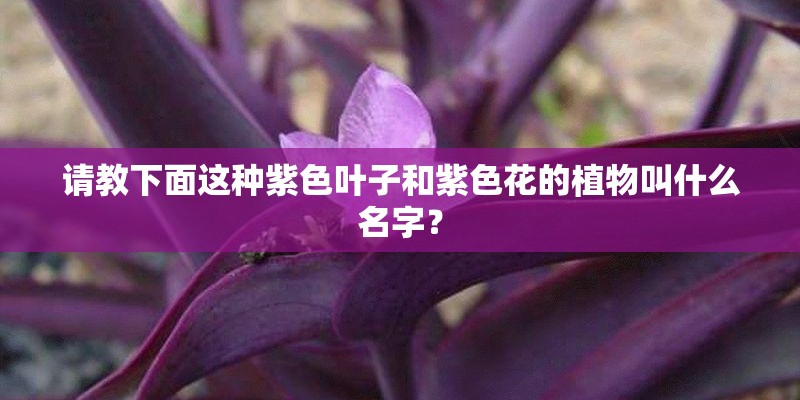 请教下面这种紫色叶子和紫色花的植物叫什么名字？