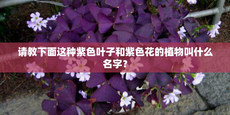 请教下面这种紫色叶子和紫色花的植物叫什么名字？