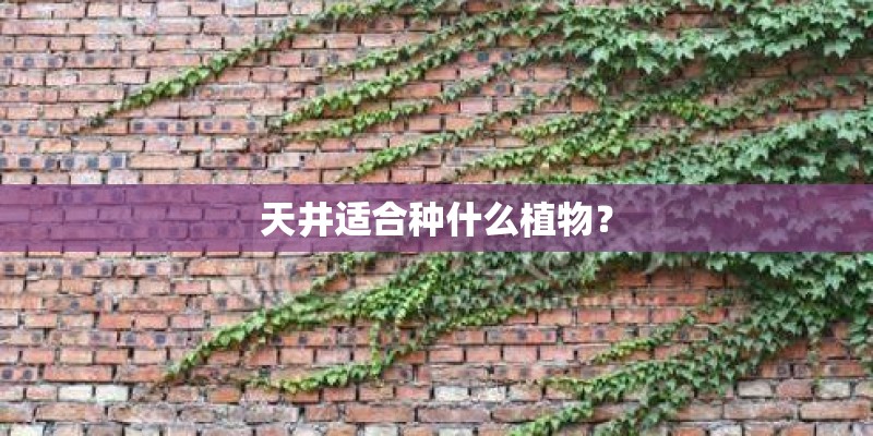 天井适合种什么植物？
