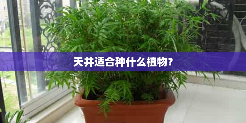 天井适合种什么植物？
