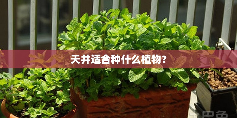 天井适合种什么植物？