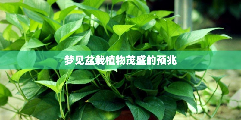梦见盆栽植物茂盛的预兆