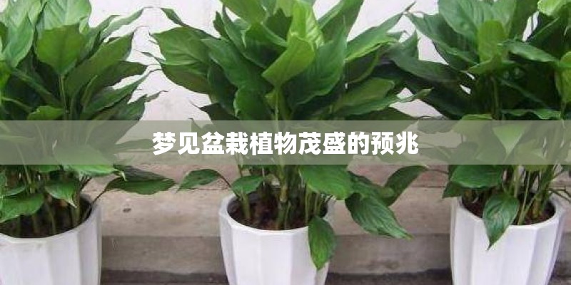 梦见盆栽植物茂盛的预兆